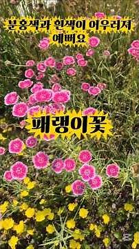 #패랭이꽃 #대부도 #쇼츠 #쇼츠추천 #정원 #정원관리 #정원생활 #정원가꾸기 패랭이 꽃이 여러 색이네요
