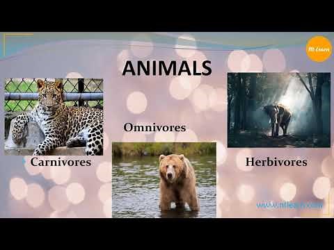 Animals (Herbivores, Carnivores, Omnivores and Scavengers)
