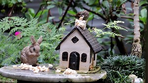 Wildlife, Bird, Nature. Free Stock Video