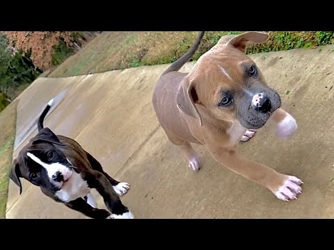 PITBULL BOXER MIX PUPPIES!!
