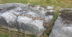 Giant python spotted by soccer field at Cherry Beach | News