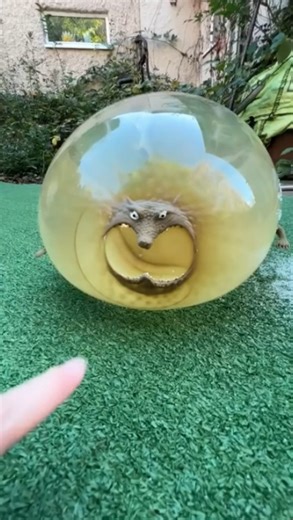 Inflating a crocodile? Attempting a world record