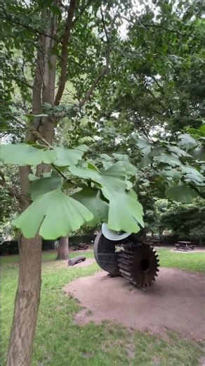 Ginkgo 1987 in the garden of Rome 🌿