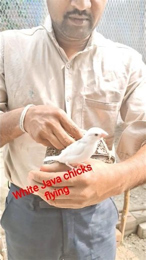 intezar khatm hua#birds #javasparrow #ytshorts #finch #fish #pigeon