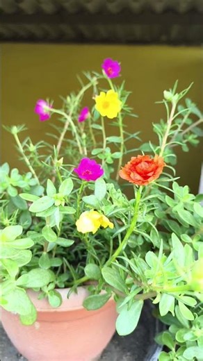 mos rose flower collection 🧡🧡 #naturelovers #flowers #short