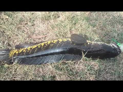 😱Big snekhed live attack on frog 😱