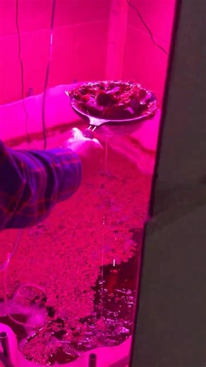 Harvesting Duckweed for Chicken Feed