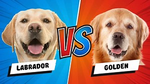 Labrador Retriever vs. Golden Retriever