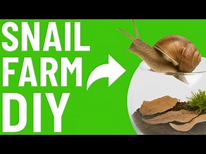 How to DIY snail farm in 3 minutes!
