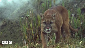 Scientists gather largest EVER photo database of Amazon wildlife