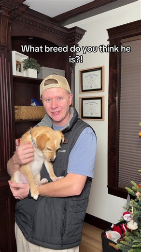 Dog DNA testing #shelterdog #rescuedog #dogdna #puppy #tiktokshopyearendsale