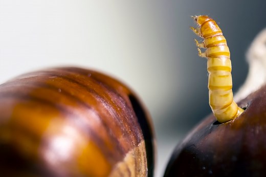 Dr. Pimple Popper Pops A 'Bookworm' DPOW In A New YouTube Video