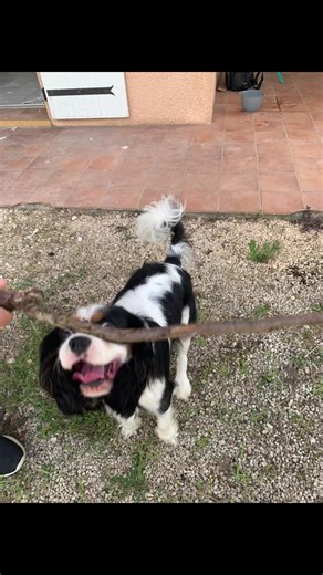 Voila comment attraper un baton en 3 étapes 😅🥰. #chiot #jeu #amour #chien