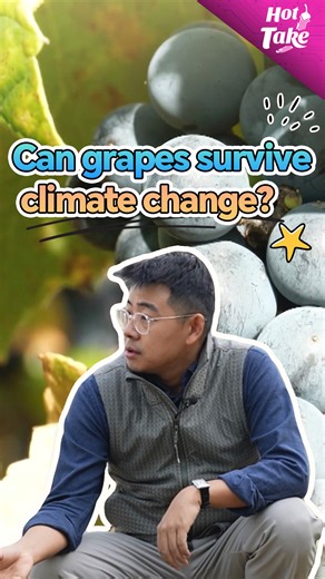 30K views · 122 reactions | Humans love grapes. The genomics studies show this is one of the first plants that has been domesticated by human beings and has a long history of cultivation around the world. But now climate change is about to change everything. In this episode of Hot Take, we'll show you how China and France are joining hands to conduct genetic analysis of grapevine variety, and how it might help with the domestication and the rise of wine. | CGTN | Facebook
