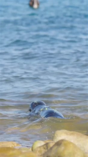 Sea Lion Rescue — Day 2! Our crew with @rescate_lobos_marinos and @profepa_mx rescued several sea lion pups caught in discarded fishing gear. Join us live TODAY Oct 21st at 1PM PST / 4PM EST from the Bob Barker as we talk with local experts @profepa_mx in Mexico about the ongoing rescue efforts and how you can help protect marine wildlife. Visit SeaShepherd.org to defend the balance to protect the future. #SeaShepherd #SeaLionRescue #FromTheBobBarker #OceanConservation #WildlifeRescue #ProtectWh