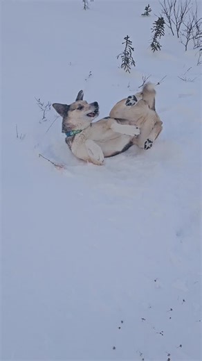 Polar Bear Alley on Reels