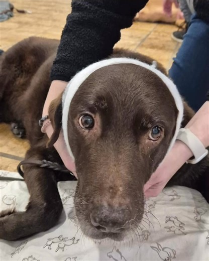 ❗️🐕🩹 Erste-Hilfe-Kurs am Hund 🩹🐕❗️ Jeder Hundehalter sollte wissen, wann ein Notfall vorliegt und wie man im Ernstfall richtig reagiert. Unsere liebe Friederike Bonsemeier hat sich in Kooperation mit der Hundeschule Leinenlos die Zeit genommen, genau dieses wichtige Wissen zu vermitteln – praxisnah, verständlich und mit ganz viel Herz ❤️ Viele wissbegierige Hundehalter haben teilgenommen und gelernt, wie man im Notfall schnell, sicher und richtig helfen kann. Verbände wurden gewickelt, Stoff