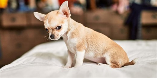 Woman spends three days in hospital after dog poops in her mouth while she was sleeping