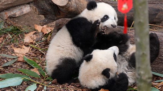 In panda cub social code, this gentle nibble means: I trust you enough that I unconsciously get close to you. #panda #HiPanda #ChengduPandaBase #PandaFun For more panda information, please check out: https://en.ipanda.com | iPanda