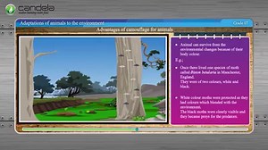 1.3K views · 35 reactions | Candela Learning on Reels | Facebook