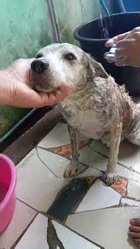 A good dog taking a bath
