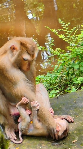 3K views · 70 reactions | Lynx cry with mom deep hurt | Little BB Monkey | Facebook