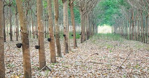 how-is-natural-latex-harvested