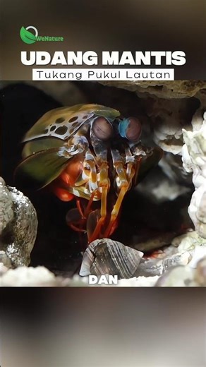 Pukulan Super Udang Mantis, Senjata Rahasia di Laut! Sang Pendobrak #faktaunik #cerita #hewan
