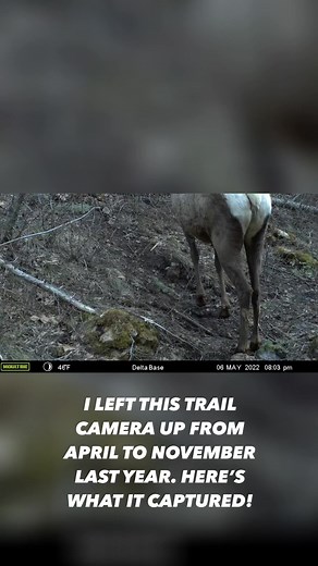 22K views · 485 reactions | Part 1 of what my camera captured after six months on an elk trail in Montana last year. #montana #wildlife #wildlifephotography #yellowstone | Trent Sizemore Photography | Facebook