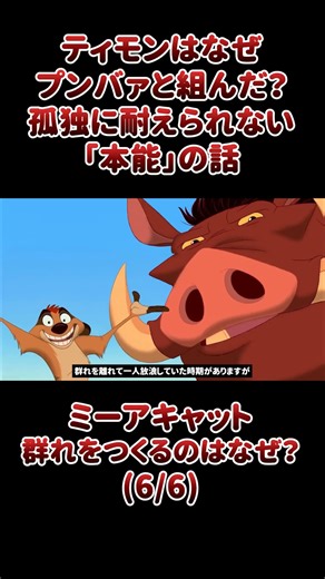 いきもの.com on Instagram: "ティモンはなぜプンバァと組んだ？孤独に耐えられない「本能」の話 ライオンキングに出てくることでも有名な社会的なマングースであるミーアキャット。 今回は子育てや狩りを協力して行うミーアキャットの生態や特徴について詳しく紹介します(6/6)。 ■ミーアキャットの詳しい生態はこちら https://ikimonopedia.com/meerkat/ ■日本最大の動物図鑑「いきもの.com」を運営しています https://ikimonopedia.com/ いきもの.comは、世界各国さまざまな生き物をご紹介する日本最大のいきもの図鑑です。 それぞれの生き物について、生息地や食べるもの、その生き物ならではの特徴など、画像や動画と共に、他にはないほど詳しく解説しています。 ■YouTube https://www.youtube.com/channel/UCuqg83voscR-DhThcEEQfxw ■Instagram https://www.instagram.com/ikimonocom/ ■Tiktok https://www.tikt