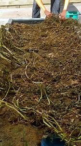 95K views · 1.1K reactions | I decided to try growing a second crop...