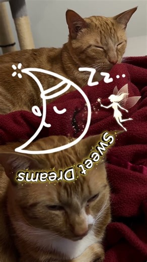 Sweet dreams 💤 everyone 🧡 Good Night 🌙 Love from Nemo & Kai 💯😻⭐️🫶🐈🐾‼️ #viral