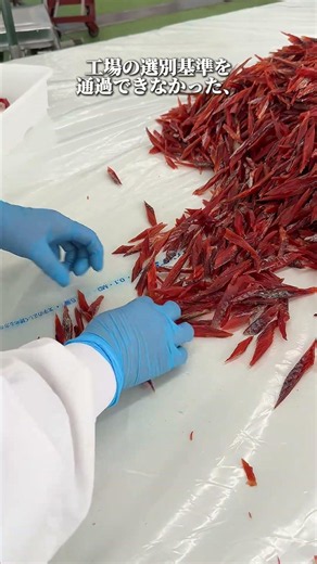 A Chance to Enjoy the Taste of Hokkaido for Less! ✨ Salmon Jerky [Imperfect]