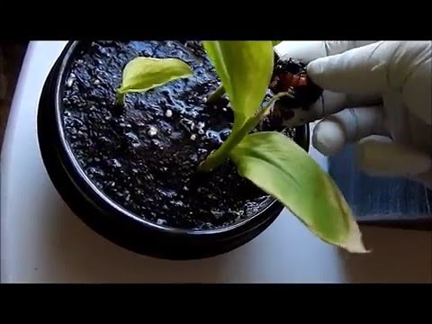 How to grow Curcuma Longa Plants from their rhizomes (2) Days 65-128