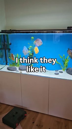 Some new additions. Took a while to find these, but that's worked out quite nicely. Just need a small piece of wood. And the discus aquarium is much improved. Still thinking they're not 100% but will know more about that tomorrow🏨. #fishtank #aquarium | Discus Switch