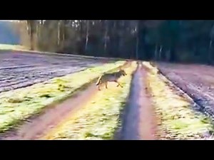Wolf chases woman on walk in Lower Saxony – experts confirm authenticity of video