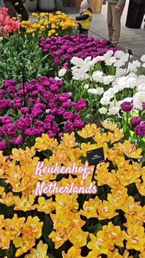 I Thought This Was Fake… But It’s Real 🌷🇳🇱 #netherlands#amsterdam#europe#travel#tulip#beautiful