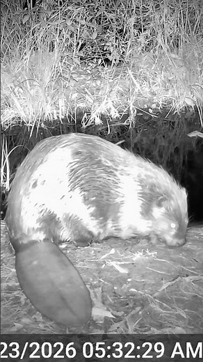 Sound up ⬆️ listen for the beaver tail slap and how this beaver responds to the warning! #beavers