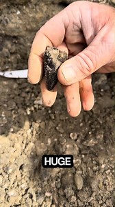Finding T. rex teeth in the Luke & Daniel Phipps formation Another incredible day out in the badlands, where ancient history reveals itself one layer at a time. In this clip, a fossil hunter uncovers something every dinosaur enthusiast dreams of—the broken tip of a Tyrannosaurus rex tooth, preserved for nearly 68–66 million years in the Late Cretaceous sediments. While scraping through the sediment, the first thing spotted was a sharp, dark point emerging from the ground. With just a few careful