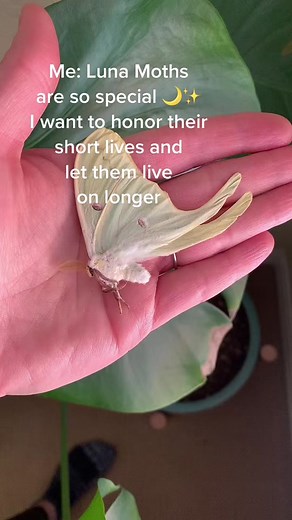 Moths: Symbolism and Spiritual Significance