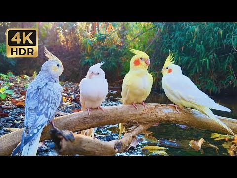 1 Hour Cockatiel Song & Nature Ambience for Deep Focus & Study | 4K UHD