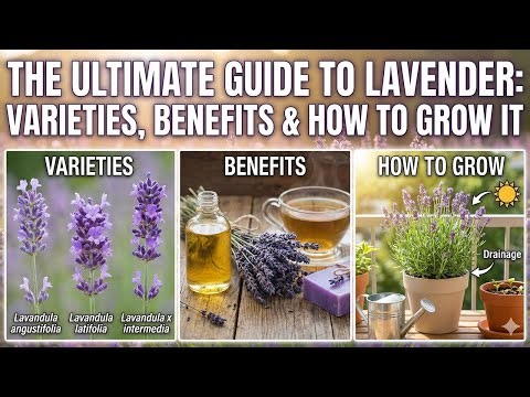 The Ultimate Guide to Lavender: Varieties, Benefits & How to Grow It