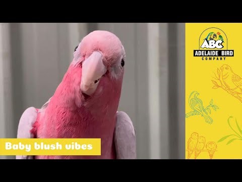 Baby Galahs | Adelaide Bird Co