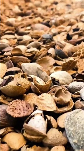 The Science of Biochar: Origins & Key Differences from Charcoal