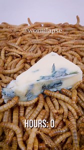 8K views · 53 reactions | Mealworms vs. Blue cheese. Sign up through the link in my Bio and share your ideas on what to feed the worms! #mealworms #Timelapse #insects | WormLapse | Facebook