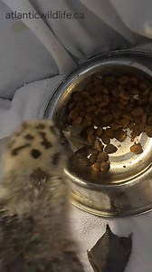 Our Great Black-backed Gull chick is thoroughly enjoying some smelts. Thank you Mack and Earl M. (and Darla for the transport) for helping fill our freezer recently! | Atlantic Wildlife Institute