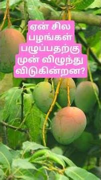 Why Do Some Mangoes Fall Before They Ripen?