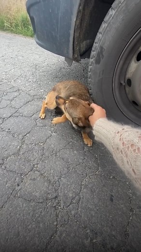 どんな犬にも愛が必要！出典：www.instagram.com/sos_arms_georgiana_neagu https://www.sos-arms.com/donate-1 | イミシン