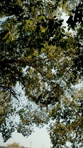 15K views · 998 reactions | Step into Capernaum, often called the...