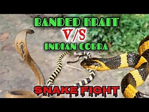 Banded krait vs. Indian cobra😱// biggest snake fight😰 #youtubevideo #snake #fight #wildlife